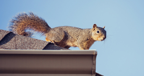 Squirrel Removal in Toronto