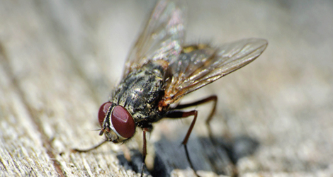 Fly Control Toronto