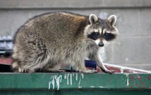 Raccoon Removal Vaughan -Maple Pest Control