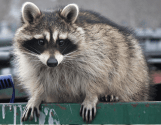 Raccoons