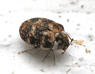 Carpet Beetles