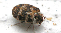 Carpet Beetle Control Markham - Maple Pest Control