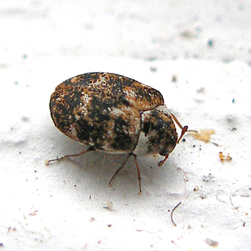 Carpet Beetle Exterminator Toronto