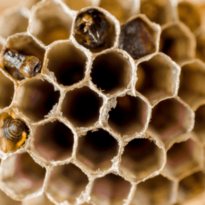Wasp nest Removal Toronto