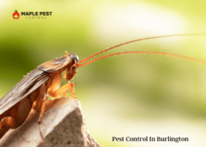 pest control in Burlington